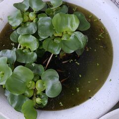 メダカあげます(^_^)m④の画像