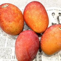【SALE】明日まで！アップルマンゴー　¥3300 2キロ4玉！...