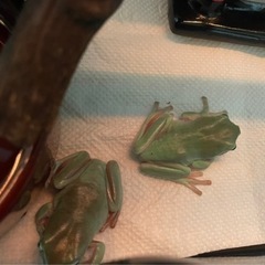 イエアメガエル3匹で3000円🐸の画像