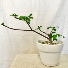 ※取引中【鉢植え】ジンチョウゲ（沈丁花）