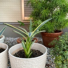 観葉植物　引き取り先が決まりました