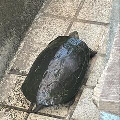 クサガメ