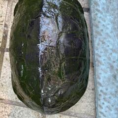 クサガメ - 板橋区