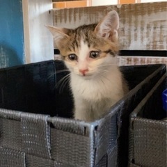 保護猫ちゃんです！