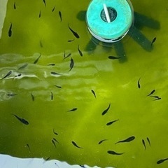黒揚羽めだか幼魚5匹の画像