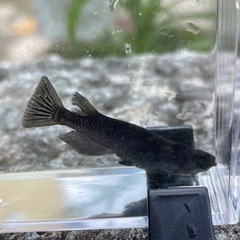 黒揚羽めだか幼魚5匹