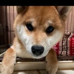 急募　9ヶ月　柴犬