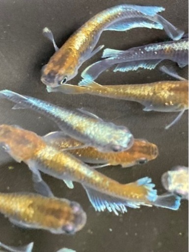 好評！残り僅か！レッドクリフダークタイプ⓶幼魚10匹ワンセット！メダカ　めだか　睡蓮　スイレン　ビオトープ