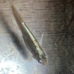 レッドクリフ　ダークと紅白の卵