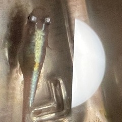 レッドクリフ　ダークと紅白の卵の画像