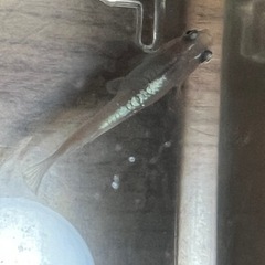 レッドクリフ　ダークと紅白の卵の画像