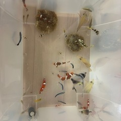 海水魚色々 1000円 まとめて購入値下げします！