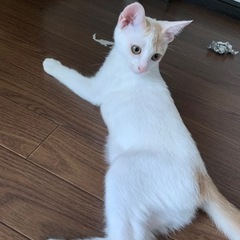里親募集