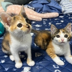子猫(メス)2匹保護〆切ます！届出済み(飼い主不在確認済)