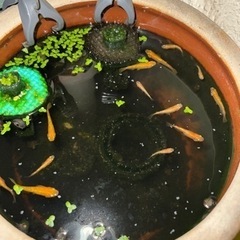 皇帝ラメメダカ　　1匹の画像