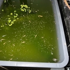 皇帝ラメメダカ　　1匹の画像
