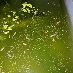 皇帝ラメメダカ　　1匹の画像