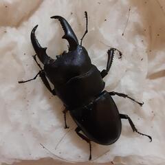 ヒラタクワガタ　ペア新成虫　