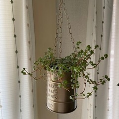 ワイヤープランツ