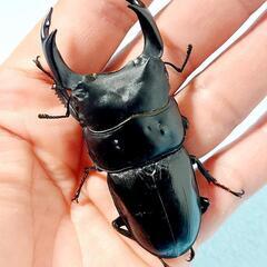 【新成虫】能勢YG血統　オオクワガタ　♂️83.0㍉＋♀️54....