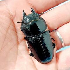 【新成虫】能勢YG血統　オオクワガタ　♂️83.0㍉＋♀️54.0㍉　ペア　◎配送可◎の画像