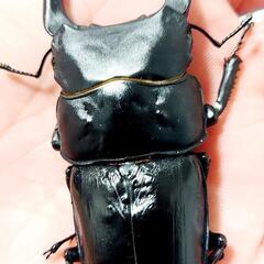 【新成虫】能勢YG血統　オオクワガタ　♂️83.0㍉＋♀️54.0㍉　ペア　◎配送可◎の画像