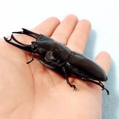 【新成虫】能勢YG血統　オオクワガタ　♂️83.0㍉＋♀️54.0㍉　ペア　◎配送可◎の画像