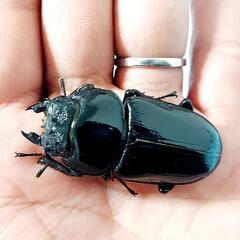 【新成虫】能勢YG血統　オオクワガタ　♂️83.0㍉＋♀️54.0㍉　ペア　◎配送可◎の画像