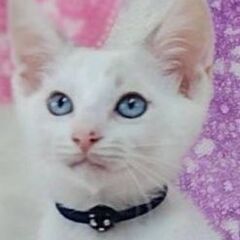 ７月２３日(日)　三鷹で猫の譲渡会❣️かわいい子猫たくさん❣️　...
