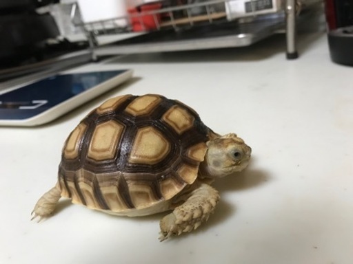 【引取限定】リクガメ飼育セット一式　※ケヅメリクガメを里親に出すため