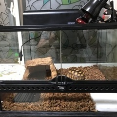 リクガメ飼育の中古が安い!激安で譲ります・無料であげます リクガメ飼育の中古が安い!激安で譲ります・無料であげます