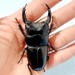 【新成虫】能勢YG血統　オオクワガタ　♂️84.7㍉＋♀️54.4㍉　ペア　◎配送可◎の画像