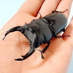 【新成虫】能勢YG血統　オオクワガタ　♂️84.7㍉＋♀️54.4㍉　ペア　◎配送可◎の画像