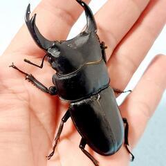 【新成虫】能勢YG血統　オオクワガタ　♂️84.7㍉＋♀️54....