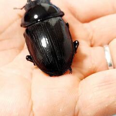 【新成虫】能勢YG血統　オオクワガタ　♂️84.7㍉＋♀️54.4㍉　ペア　◎配送可◎の画像