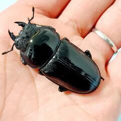 【新成虫】能勢YG血統　オオクワガタ　♂️84.7㍉＋♀️54.4㍉　ペア　◎配送可◎の画像