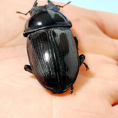 【新成虫】能勢SR血統　オオクワガタ　♀️54.5㍉＋♀️46.6㍉(90.1同)　♀️２頭　◎配送可◎の画像