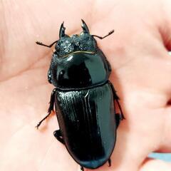 【新成虫】能勢SR血統　オオクワガタ　♀️54.5㍉＋♀️46....