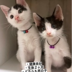 ３ヶ月の子猫兄弟　里親さんさがしてます