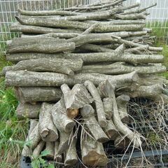 コナラの小枝の画像