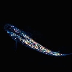 メダカ　※価格は、シーズンや数によって変更致します。