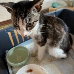 生後4ヶ月くらいの子猫ちゃん