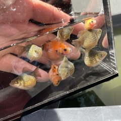 金魚　まん丸　ピンポンパール　チョウチンパール　5匹1000円 若魚　3月生まれ　Mサイズの画像