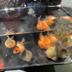 金魚　まん丸　ピンポンパール　チョウチンパール　5匹1000円 若魚　3月生まれ　Mサイズの画像