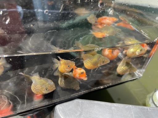 金魚　まん丸　ピンポンパール　チョウチンパール　5匹1000円 若魚　3月生まれ　Mサイズ