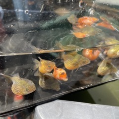 金魚　まん丸　ピンポンパール　チョウチンパール　5匹1000円 若魚　3月生まれ　Mサイズの画像