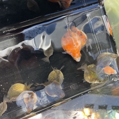 金魚　まん丸　ピンポンパール　チョウチンパール　5匹1000円 若魚　3月生まれ　Mサイズの画像