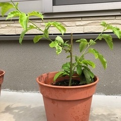 パッションフルーツの苗②