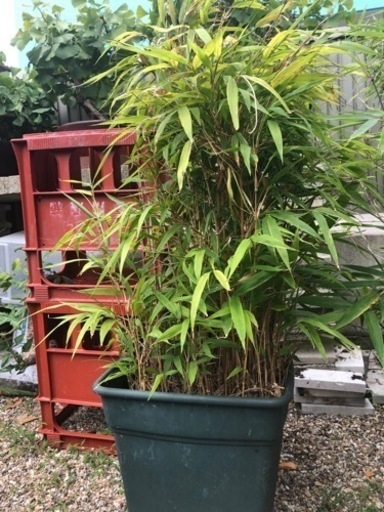 再値下げ　黒竹　竹　植木　（2鉢）縁起良し
