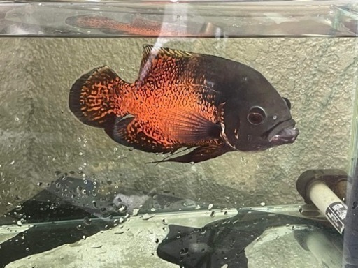 ペット、水槽、オスカー